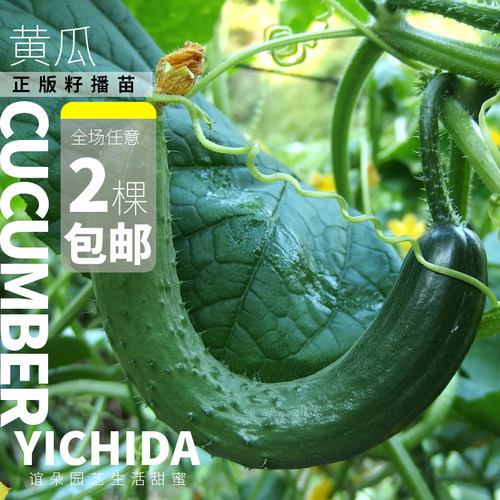 【黄瓜苗】YICHIDA进口品种黄瓜小苗传家宝蔬菜水果黄瓜 - 图0