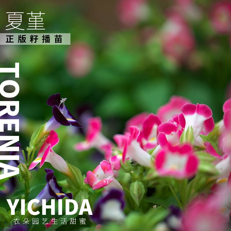 YICHIDA籽播夏堇苗蝴蝶草穴盘小苗轻吻花苗耐热耐旱多花花卉-图2