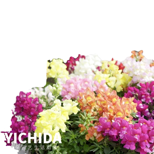 YICHIDA正版籽播金鱼草苗穴盘小苗盆栽地栽花苗耐寒锦绣 - 图3