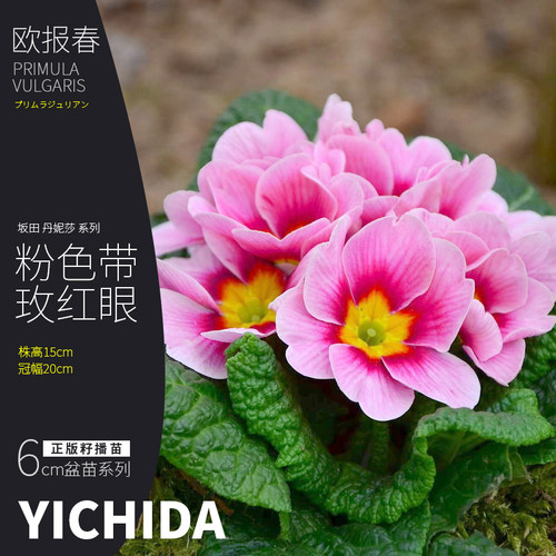 YICHIDA欧报春正版籽播欧洲报春花秋冬春耐寒花卉草本花苗小苗 - 图0
