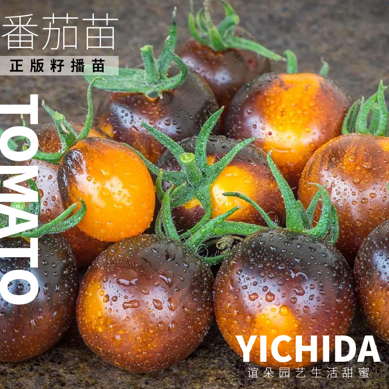 【番茄苗】YICHIDA进口品种小苗盆栽小番茄苗传家宝蔬菜西红柿苗,淘宝优惠券,粉丝福利购,淘宝优惠卷