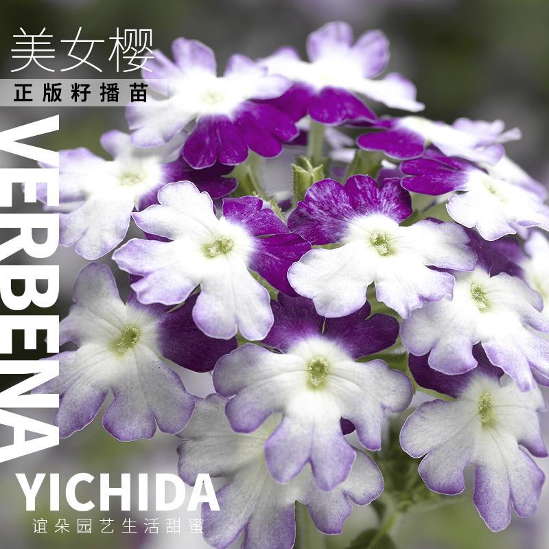 YICHIDA籽播美女樱苗穴盘小苗旋转水晶迷神花苗耐热多年生花卉-图1