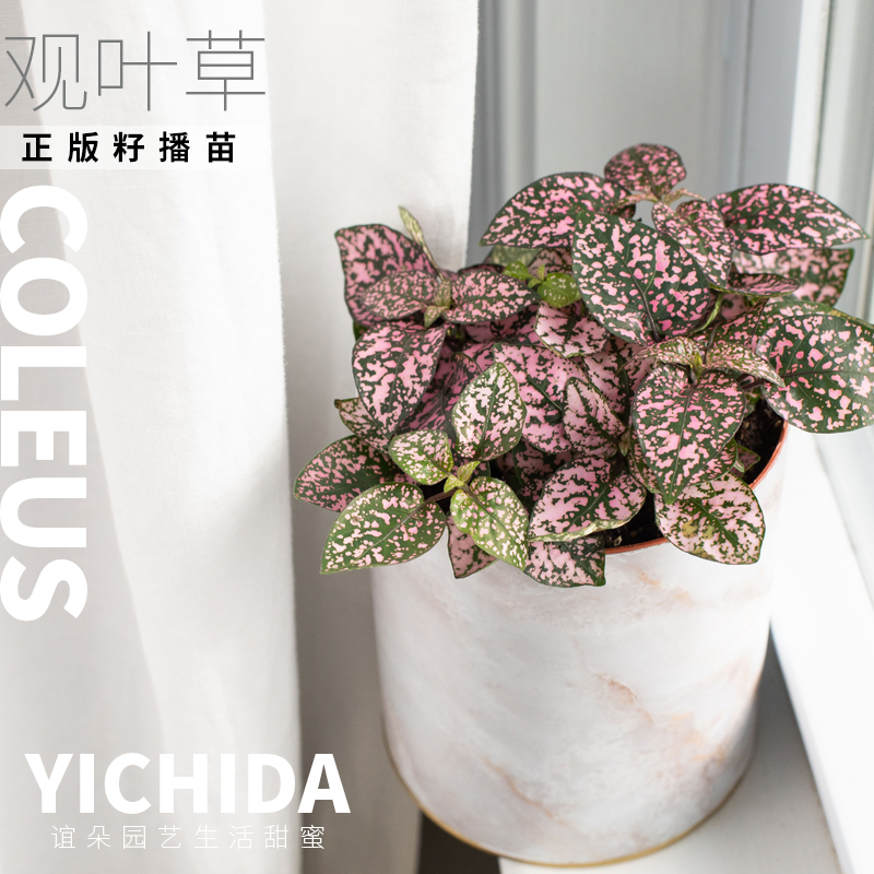 YICHIDA正版籽播观叶植物彩叶草小苗嫣红蔓小苗穴盘苗五彩叶草花-图3