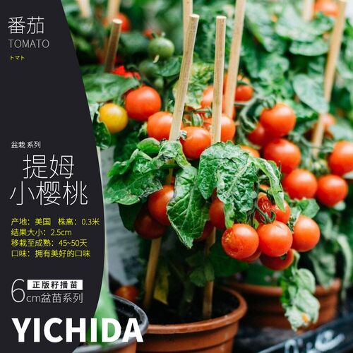 矮生番茄苗YICHIDA进口品种小苗盆栽小番茄苗传家宝蔬菜西红柿苗 - 图1