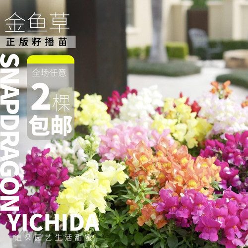 YICHIDA正版籽播金鱼草苗穴盘小苗盆栽地栽花苗耐寒锦绣 - 图0