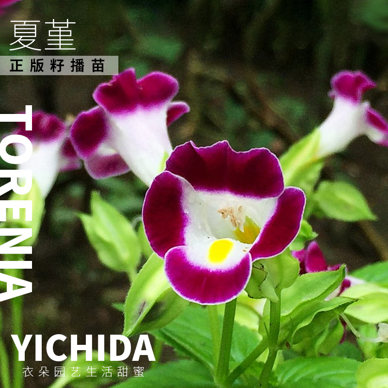 YICHIDA籽播夏堇苗蝴蝶草穴盘小苗轻吻花苗耐热耐旱多花花卉-图0