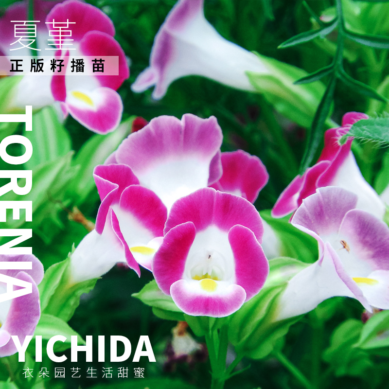 YICHIDA籽播夏堇苗蝴蝶草穴盘小苗轻吻花苗耐热耐旱多花花卉-图3