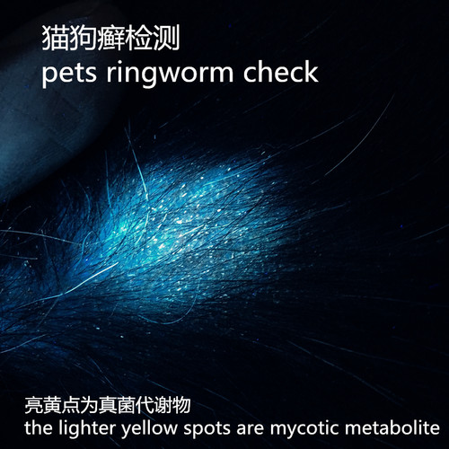 JAXMAN U1s 365nm照生产日期紫外线紫光手电黄曲霉素猫癣伍德氏灯 - 图2