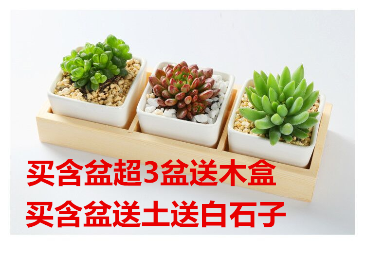 多肉植物多肉小米星红浆果黄金草锦晃星千佛手十二卷玉坠可爱玫瑰 风雅园艺满12元包邮 淘优券 多肉植物多肉小米星红浆果黄金草锦晃星千佛手十二卷玉坠可爱玫瑰 风雅园艺满12元包邮 淘优券