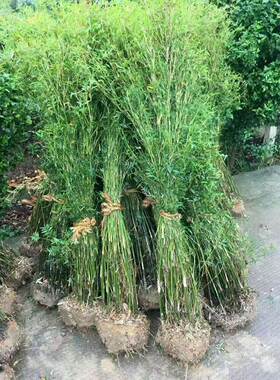 室内外米竹苗盆栽慈孝竹佛肚竹凤尾孝顺竹客厅风景竹常青花卉植物