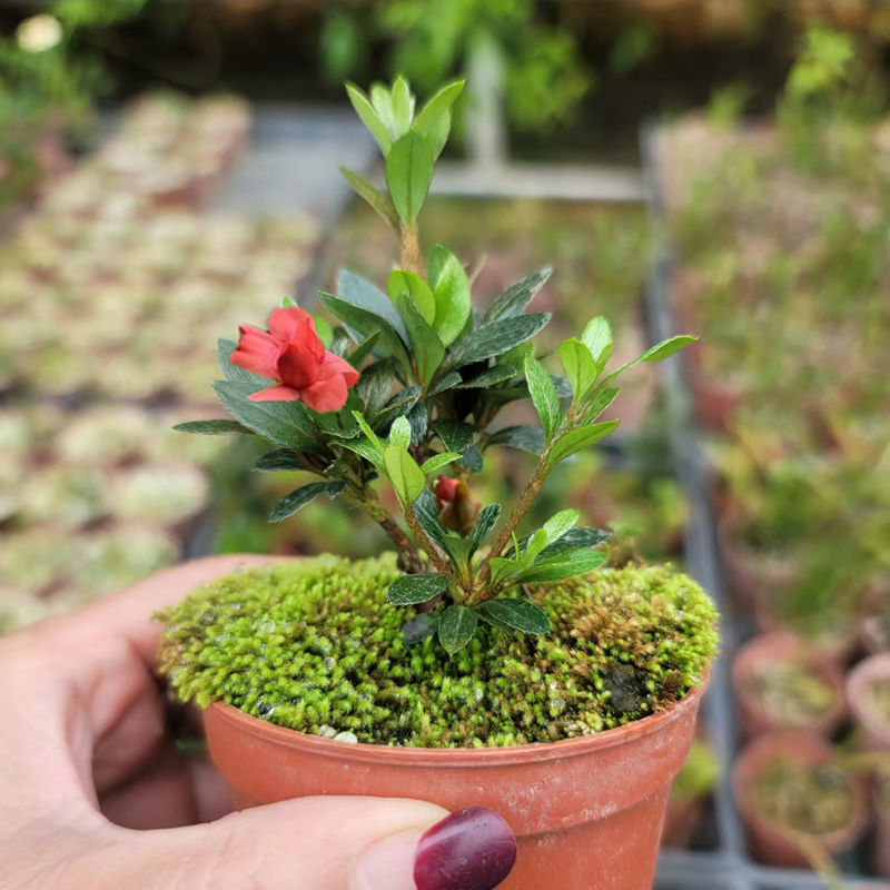 菊姬 桃美人 皋月杜鹃系列重瓣桃红色花绿植花卉盆栽室内桌面 - 图1