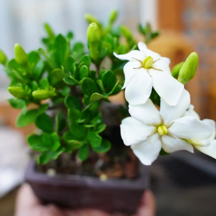 稀有名贵品种小叶寿星栀子花重瓣尖叶四季开花迷你盆栽盆景花香-图1