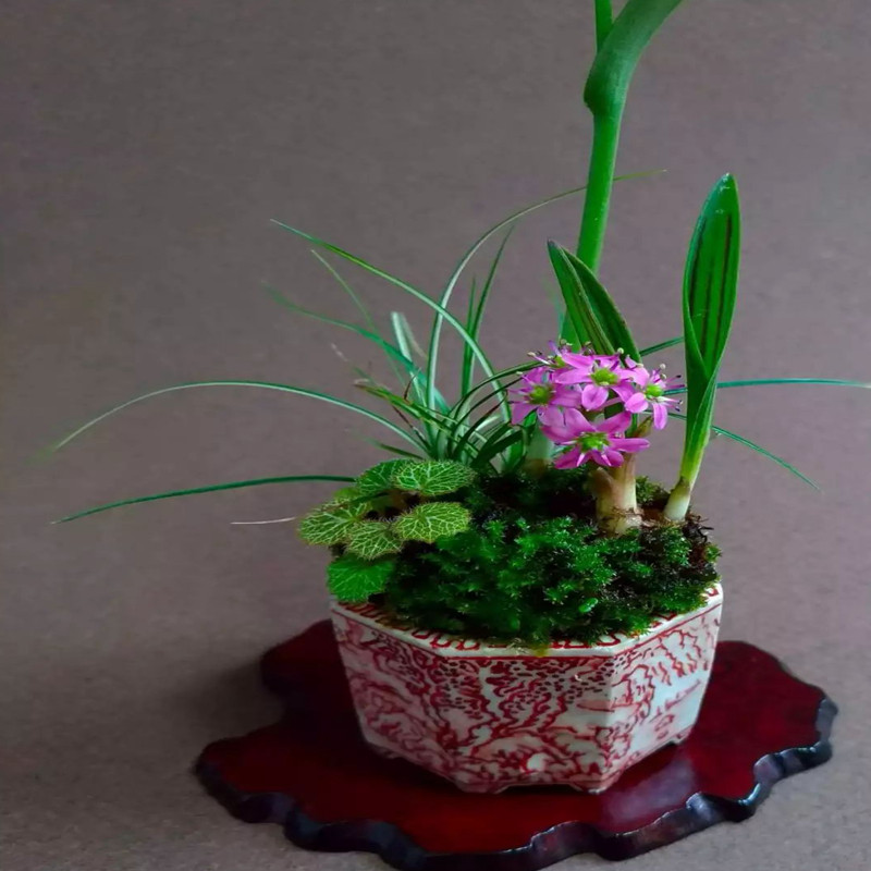 一朵基地缟蔓穗日本进口山野草兰花草平行线油点百合缟缦穗稿麦穗 一朵alice 淘优券