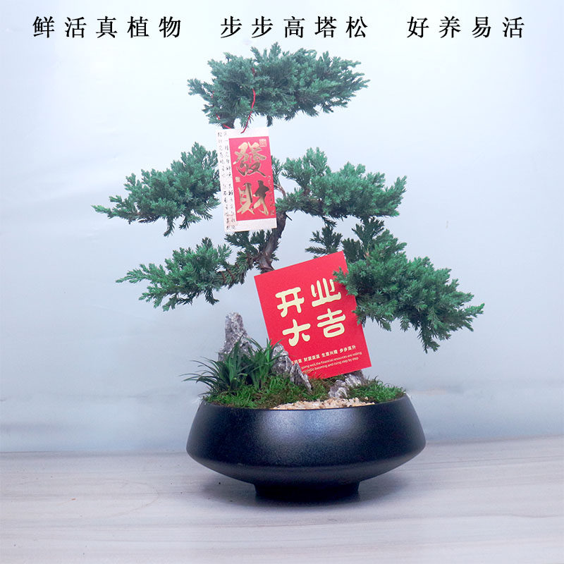 五层塔松盆栽造型盆景松鹤延年植物办公室桌面绿植乔迁新居送礼物,淘宝优惠券,粉丝福利购,淘宝优惠卷