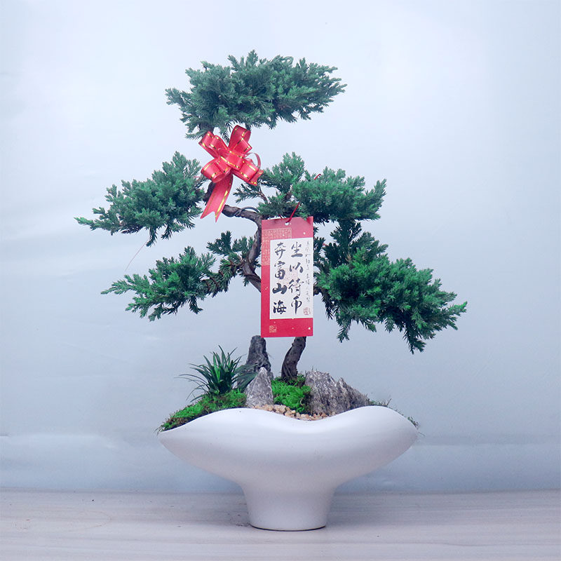 五层塔松盆栽造型盆景松鹤延年植物办公室桌面绿植乔迁新居送礼物,淘宝优惠券,粉丝福利购,淘宝优惠卷