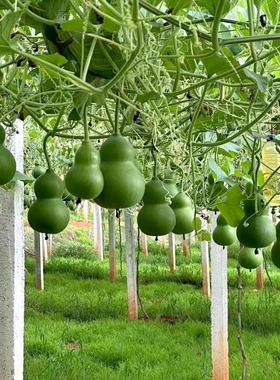 天然葫芦串整套吉祥十全十美摆件