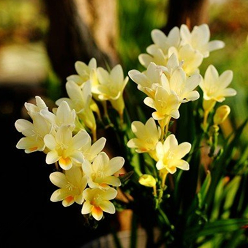 原生小苍兰Freesia Alba香雪兰种球浓香花卉十月栽种-图2