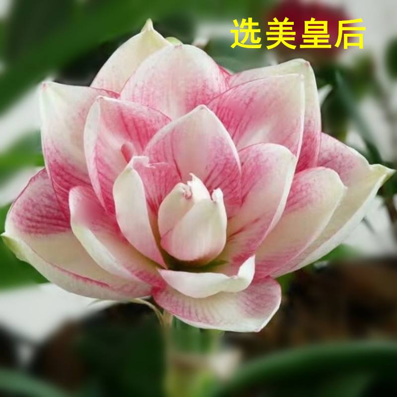 澳洲朱顶红选美皇后花苗多年生盆栽-图1