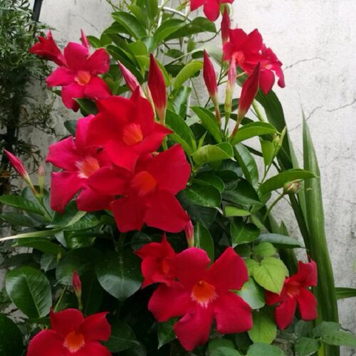 飘香藤花盆栽四季双线藤飘香藤攀爬带花苞发货双喜藤红蝉花苗 - 图2
