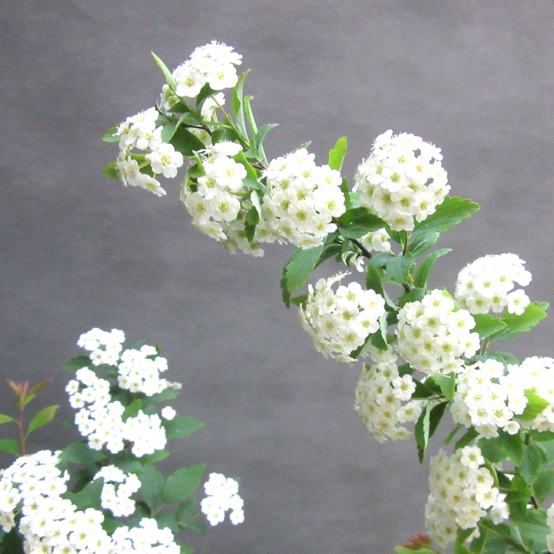 小手球盆栽庭院苗珍珠梅花卉大小绿植耐寒耐热好养雪柳苗喷雪花 爱鉴花智能清新生活