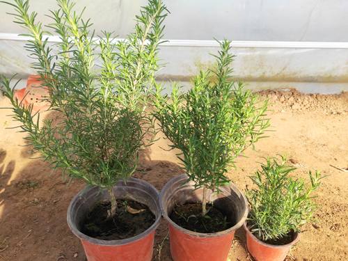 新鲜可食用盆栽香草牛排迷迭香大苗小苗绿植驱蚊净化空气耐寒植物 - 图3