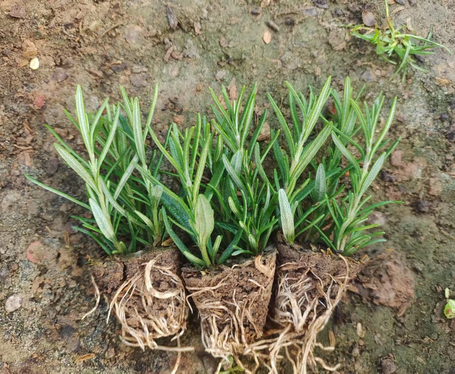 迷迭香小苗盆栽苗可食用香料四季常青耐寒驱蚊绿植易爆盆栽室内,淘宝优惠券,粉丝福利购,淘宝优惠卷