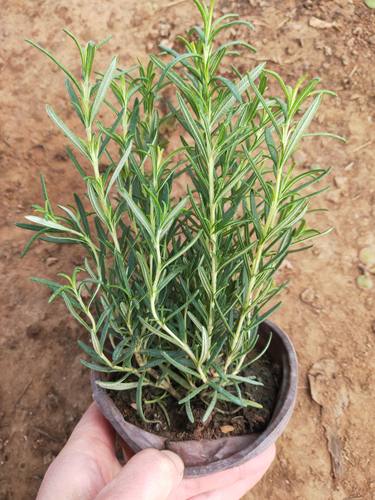 新鲜可食用盆栽香草牛排迷迭香大苗小苗绿植驱蚊净化空气耐寒植物 - 图1