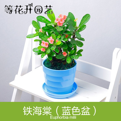 花卉/绿植盆栽植物办公室内 多肉虎刺梅 观花期长桌面盆花 - 图0