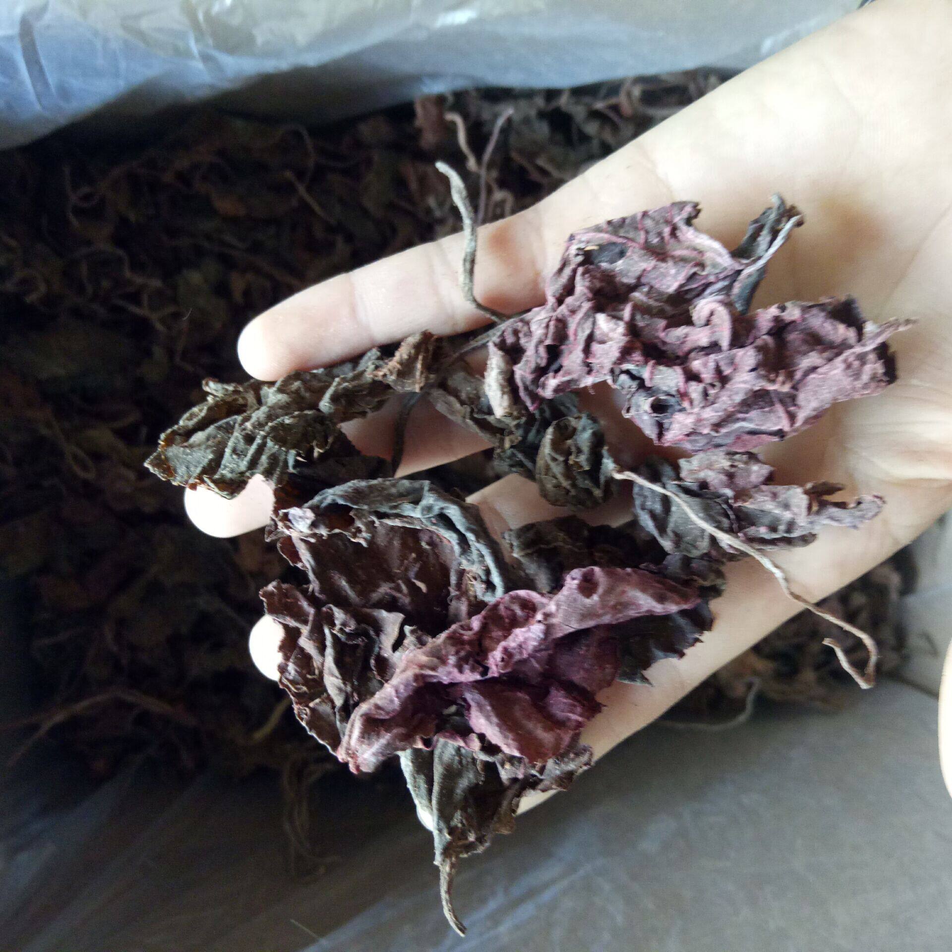 紫背天葵500g克中药材紫背天葵 红天葵 紫背天葵草 红叶 散血子