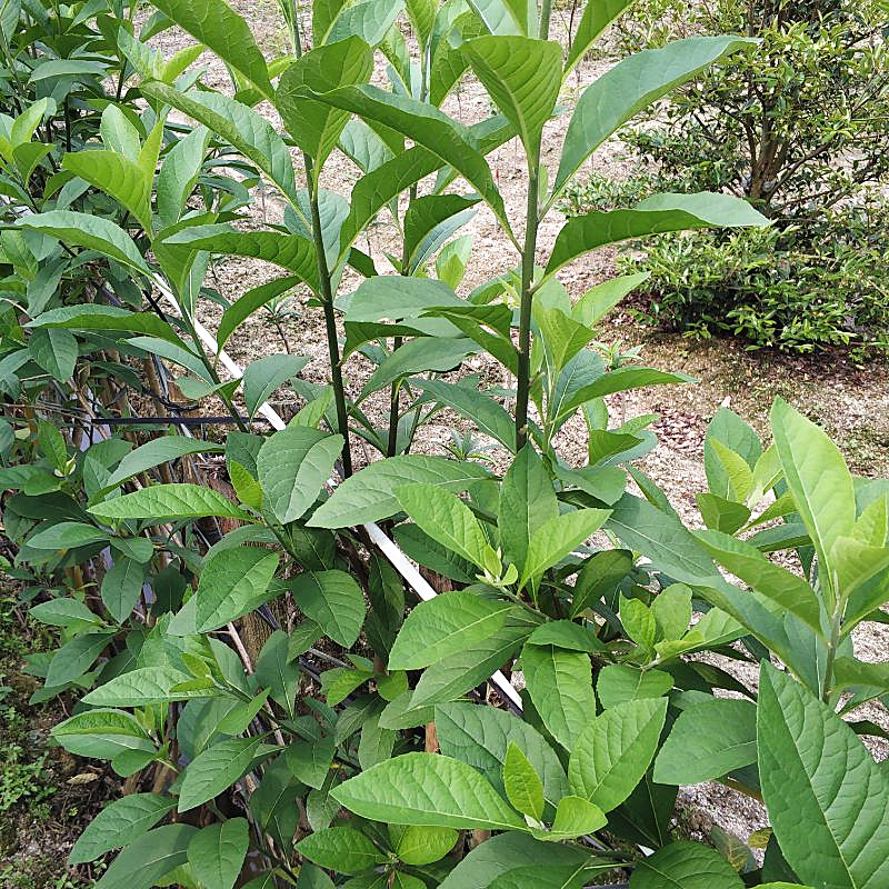 正宗南非叶带土带杯发货阳台庭院植物将军叶南非叶树苗草苗种植-图1