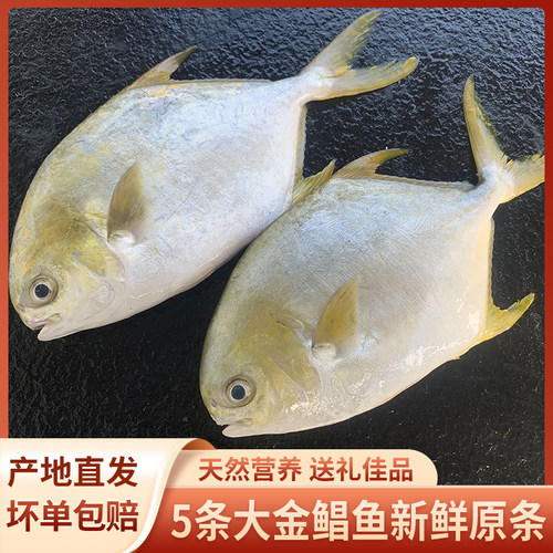 大金鲳鱼干新鲜冷冻海鲜一夜埕鲜活金仓产咸鱼干金昌深海批发顺丰 - 图0