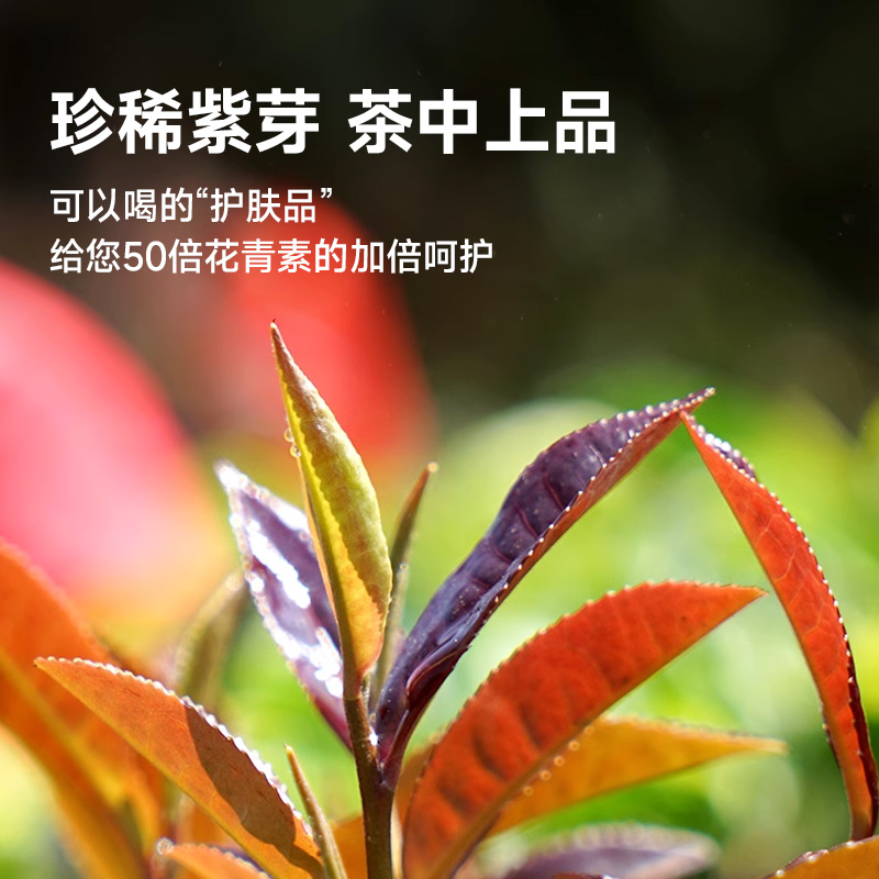 澜沧古茶紫芽熟茶独立包装普洱茶叶30袋小茶饼礼盒装 母亲节茶礼 - 图2