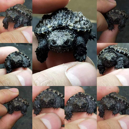 原种纯佛鳄龟爆刺鳄鱼龟幼苗佛鳄龟活物北美杂佛小鳄龟乌龟宠物 - 图1