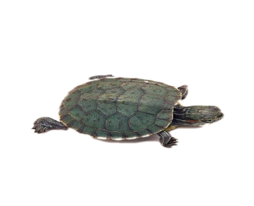 大小巴西龟苗外塘乌龟活物宠物龟绿龟七彩龟小甲鱼水龟观赏彩色龟-图3