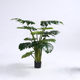 Tropical Ficus Traveler Floor-standing Ornament Simulated Plant