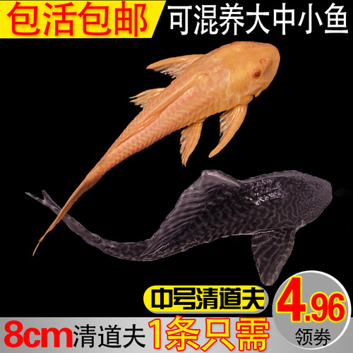 热带观赏鱼吃垃圾鱼工具鱼冷水清缸鱼鹦鹉鱼女王清道夫鱼活体包邮 - 图1