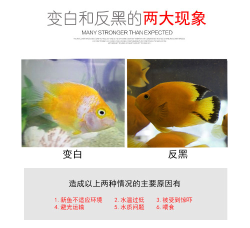 热带观赏鱼黄鹦鹉黄金元宝梅花鹦鹉发财鱼血鹦鹉大型银龙地图活体 - 图0