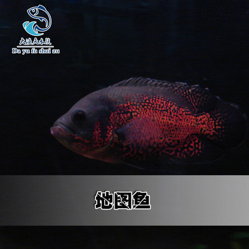 黑地图鱼白地图鱼猪仔鱼花猪鱼中大型银龙鱼热带观赏鱼活体包邮 - 图2