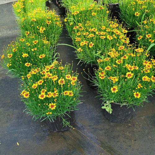 小闹钟金鸡菊盆栽进口多年生耐热耐冻阳台庭院花园包邮爆多花美化 - 图3