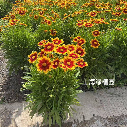 小闹钟金鸡菊盆栽进口多年生耐热耐冻阳台庭院花园包邮爆多花美化 - 图0