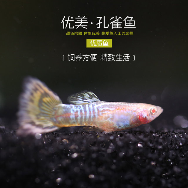 Guppy Bag Live Full Red Eye Torch Brazil Red Momolan Ivory White Lace Dress Fish Anchovies