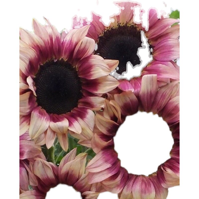 进口阿尔卑斯柠檬红晕切花向日葵种籽四季观赏盆栽耐热春夏种子孑 向日葵种业官方商城 淘优券