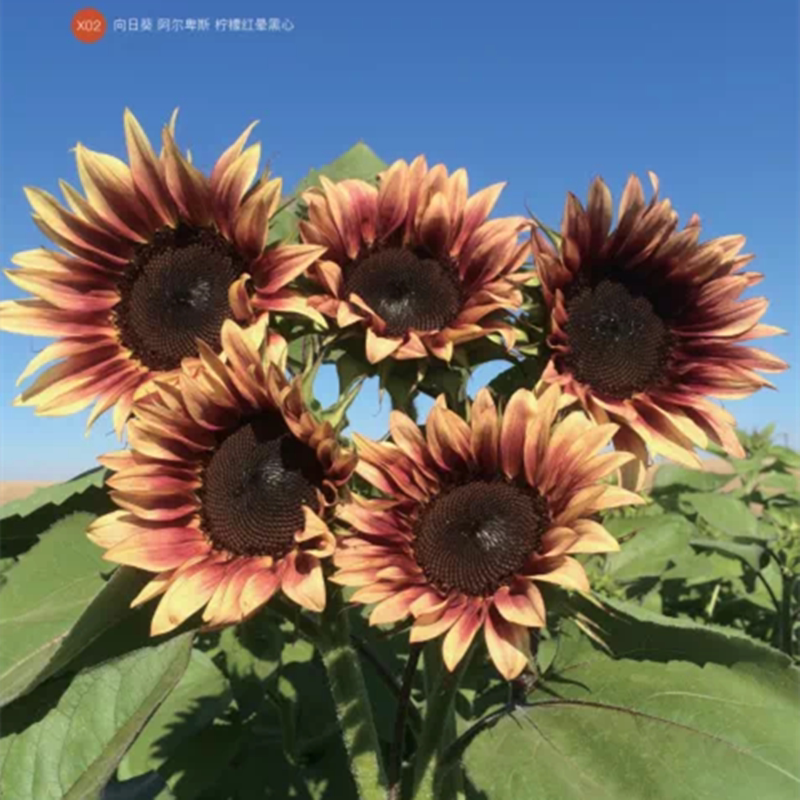 进口阿尔卑斯柠檬红晕切花向日葵种籽四季观赏盆栽耐热春夏种子孑 向日葵种业官方商城 淘优券