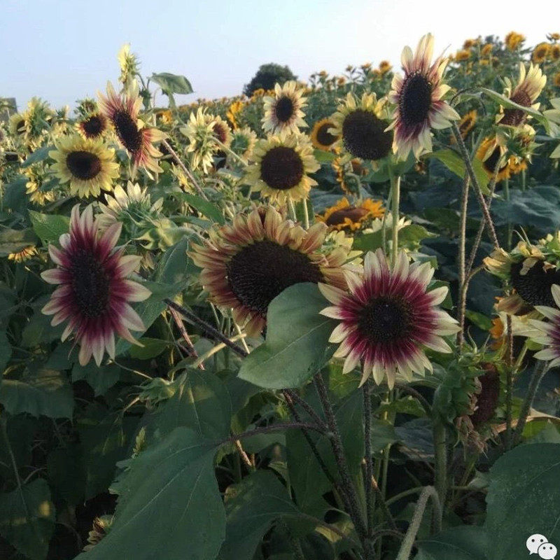 进口阿尔卑斯柠檬红晕切花向日葵种籽四季观赏盆栽耐热春夏种子孑 向日葵种业官方商城 淘优券