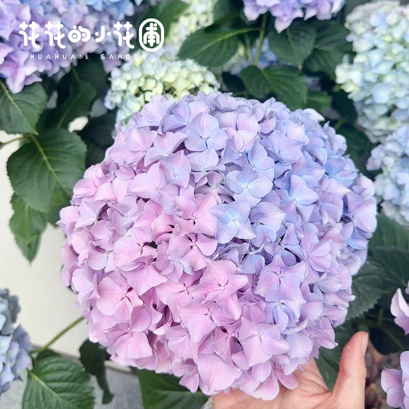 花花的小花圃 大海蓝绣球盆栽苗大花球易调色庭院阳台花卉绿植,淘宝优惠券,粉丝福利购,淘宝优惠卷