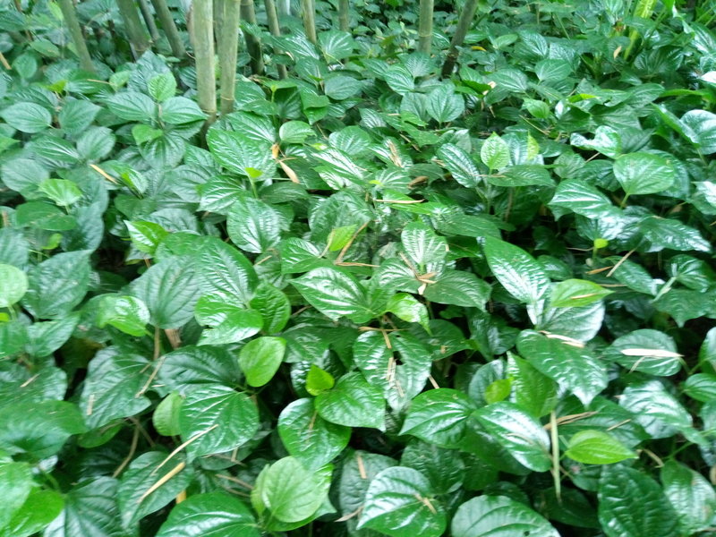 广西 现摘新鲜野生假蒌叶青蒌叶蛤蒌 纯叶子假娄菜野菜香菜 - 图0