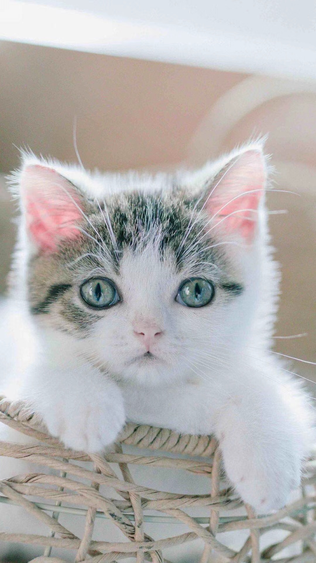 中华田园猫狸猫幼崽梨花猫咪活体狸花猫幼猫三花猫狸白猫咪小花猫 - 图3