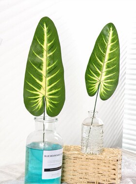 单支美人蕉植物插花绿色树叶