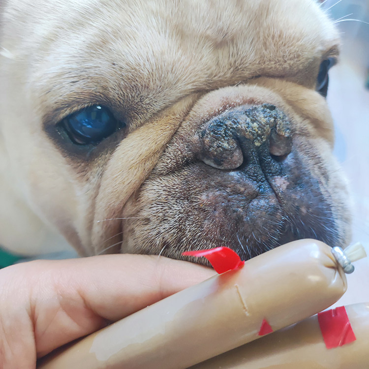 宠物火腿肠50支装拌粮训练奖励零食解馋肉肠零食狗狗火腿肠,淘宝优惠券,粉丝福利购,淘宝优惠卷