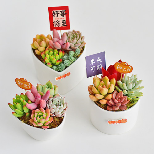白色陶瓷盆多肉植物组合盆栽室内新手好养苔藓办公桌面装饰景观 - 图3